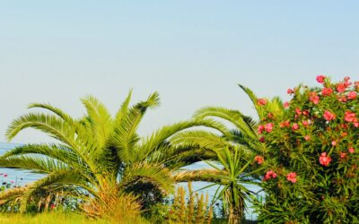 The Pearl of the Ionian Islands – How to Make the Most of Your Visit to Corfu